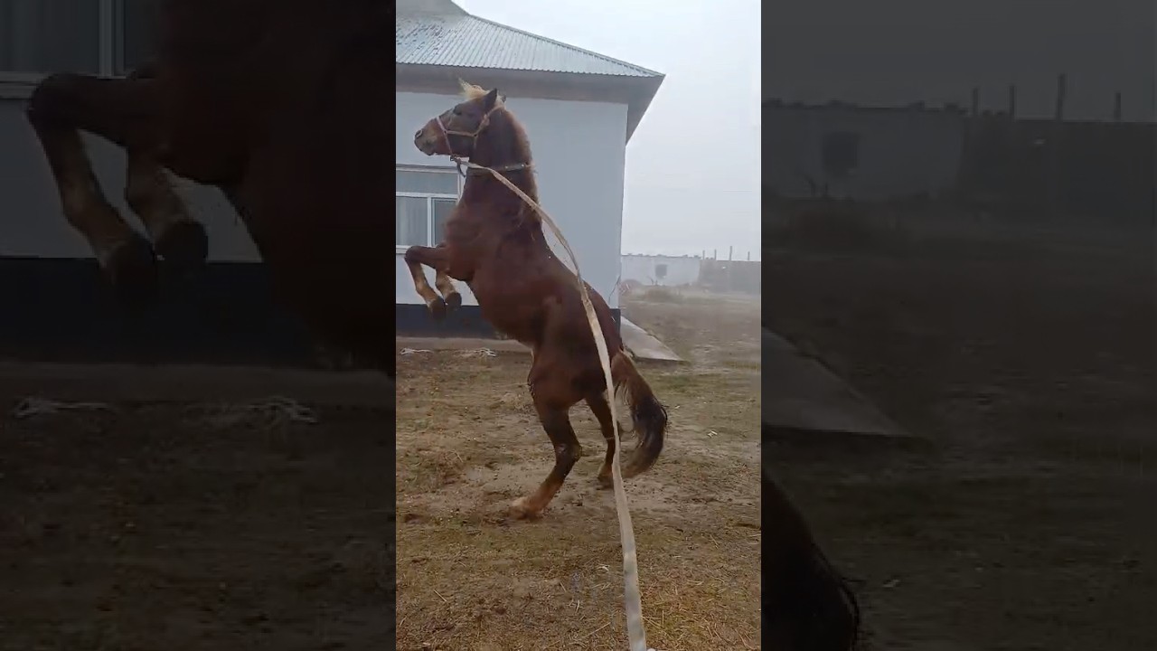 Powerful Horse Moment | Natural Strength & Grace ✨ 