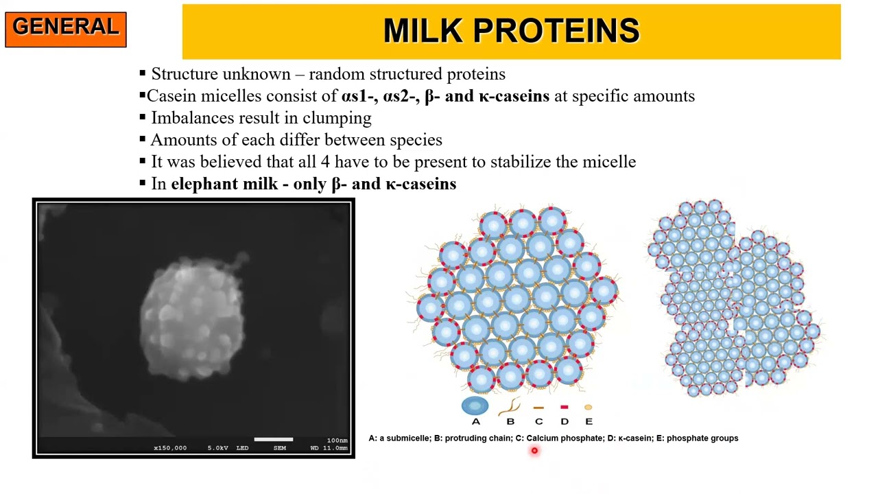 Interconnection of nutrients and metabolites of African elephant milk by Prof  Prof Gary Osthoff