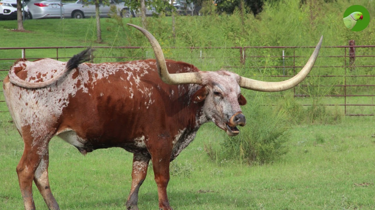 Texas Longhorn Cattle Farming - The amazing Longhorn Cows Farm &bull; Cow Video
