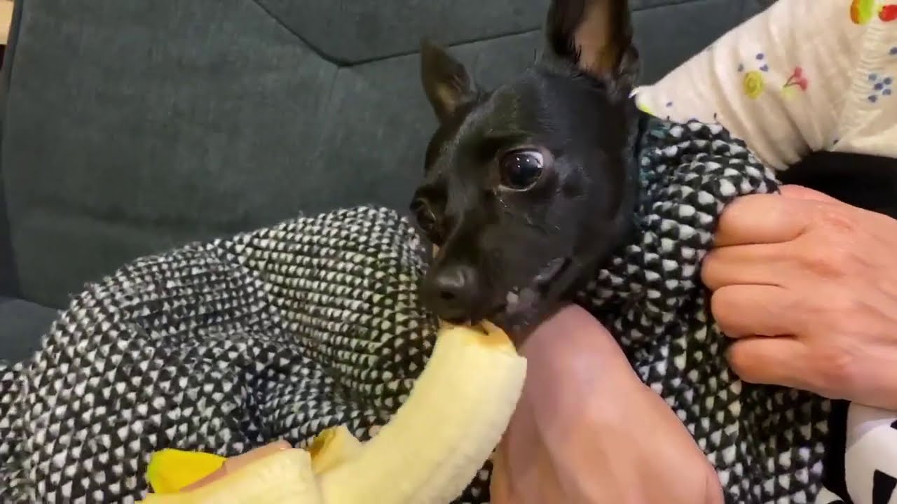 Rescued Baby Fruit Bat Eats Banana!