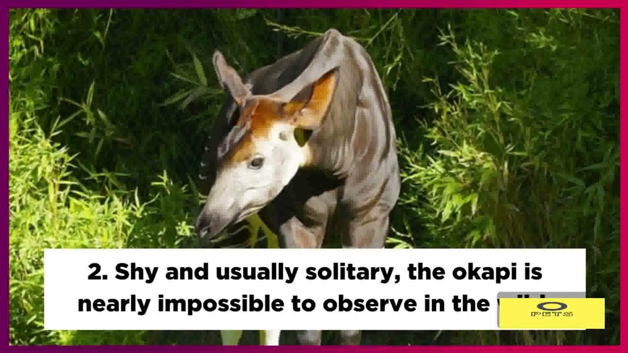 The okapi 5 weird and wonderful facts