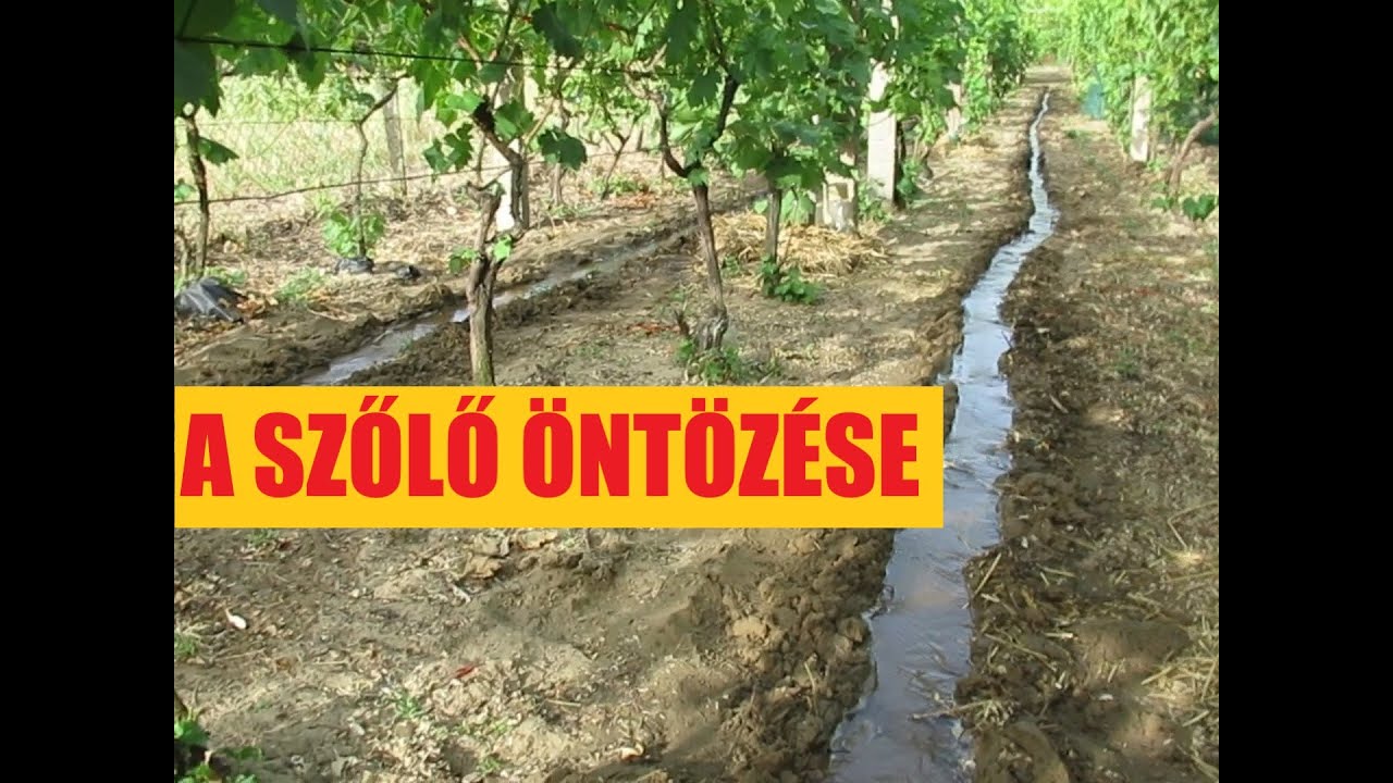 A szőlő öntözése virágzás végén