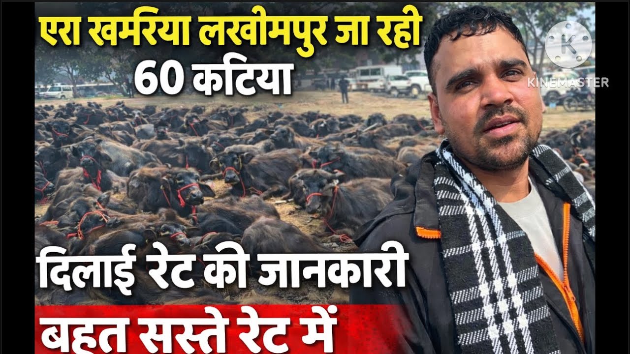 लखीमपुर जा रही 60 कटिया मुझसे लेके सबके रेट की जानकारी किसान से |murrah calf sell #buffalo #padi#hf 