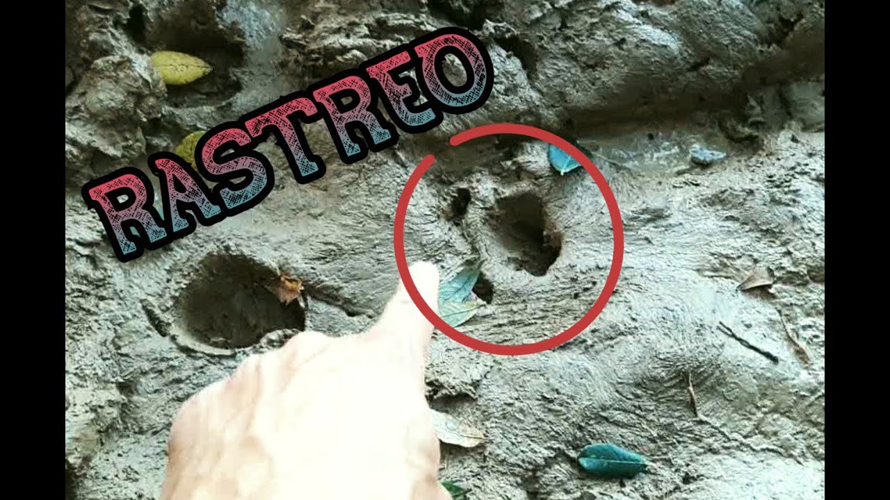 RASTREO de ANIMALES (ANIMAL TRACKING) - Cómo encontrar rastros y huellas en el monte!