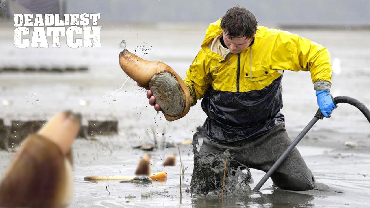 How Harvesting 2,000 Geoduck Snails in The Mud Could Earn You Over $500,000 | Fishing Documentary