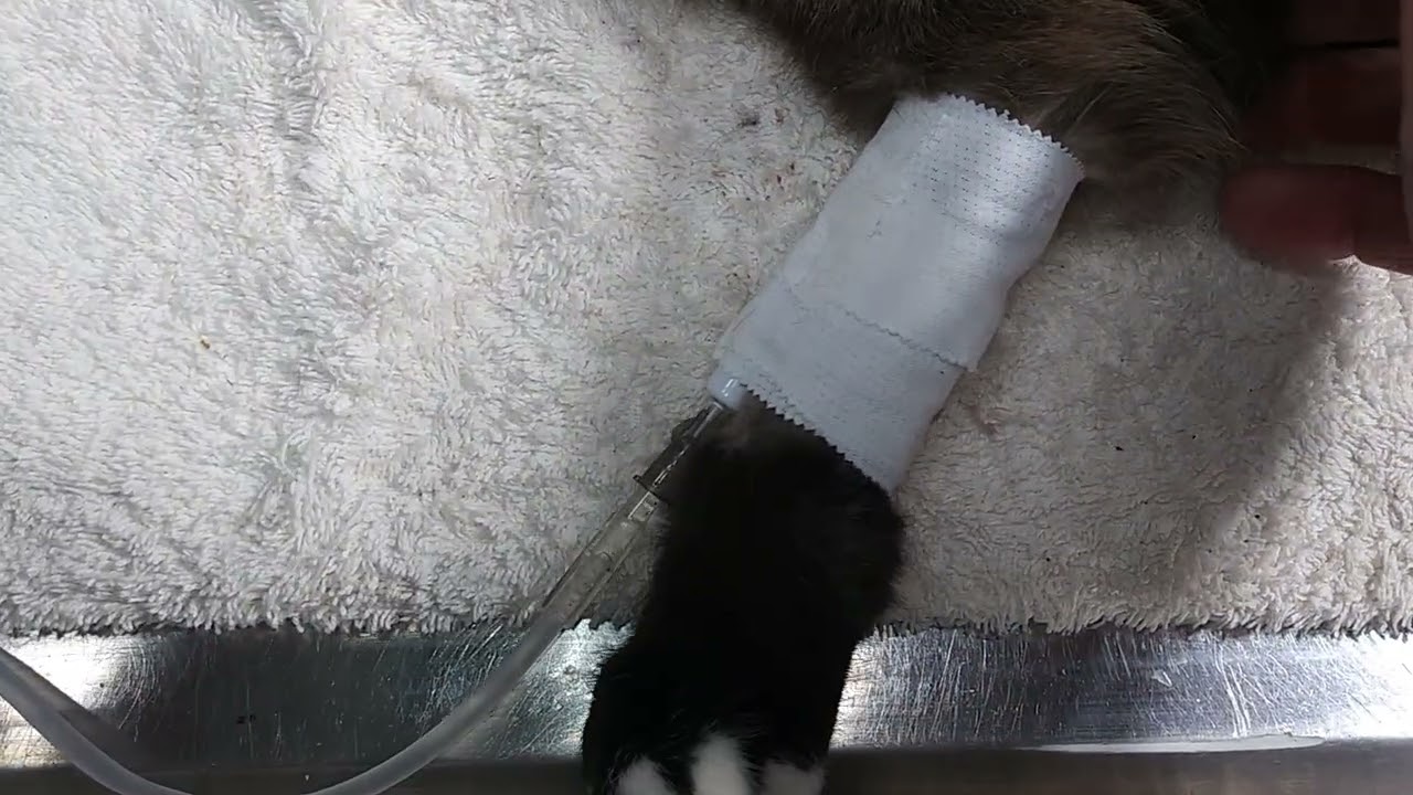 Sophie 2-5-2026 morning video progress report