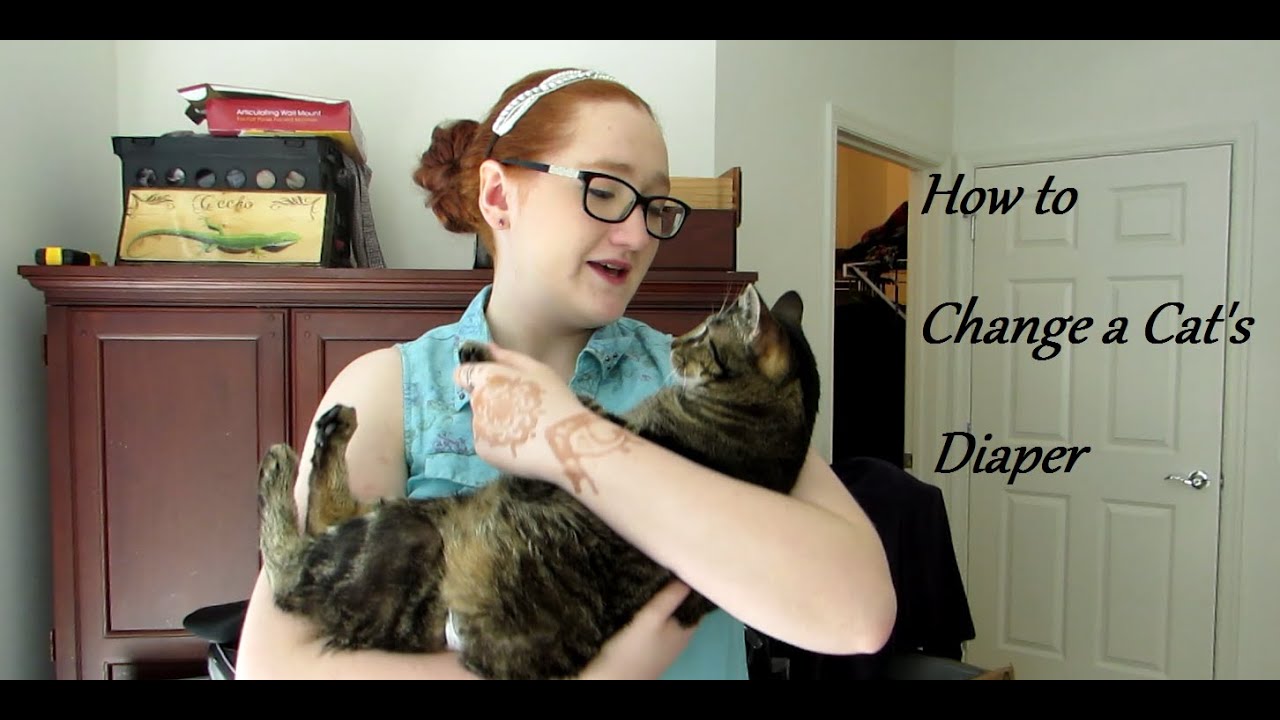 How to Change a Cat's Diaper