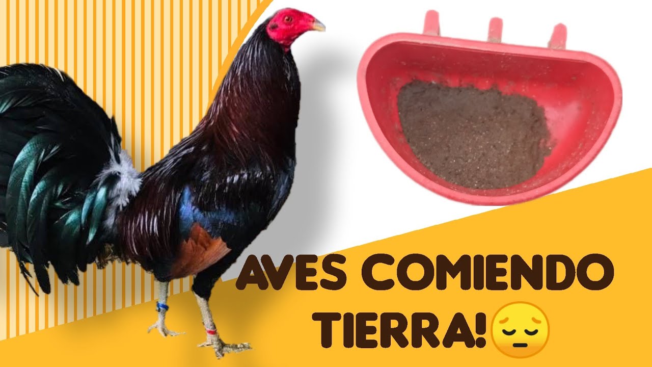 pollo comiendo tierra