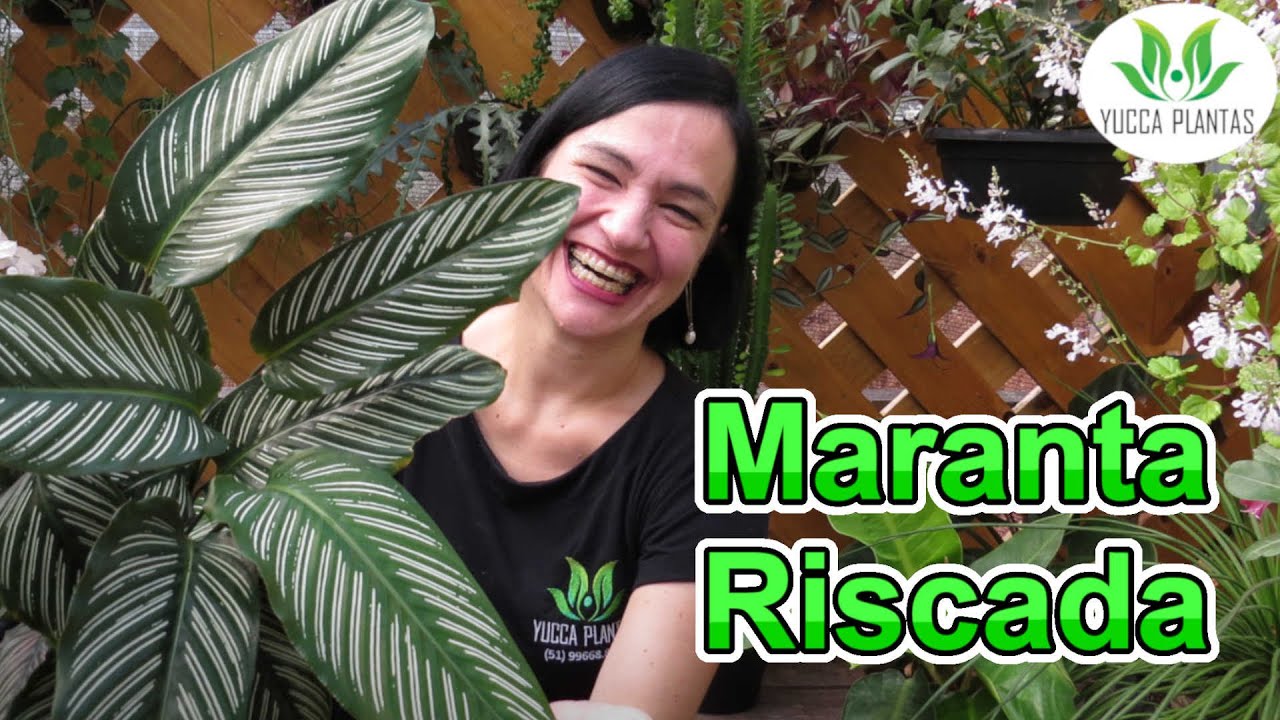 Uma linda Maranta! Conheça a Maranta Riscada!