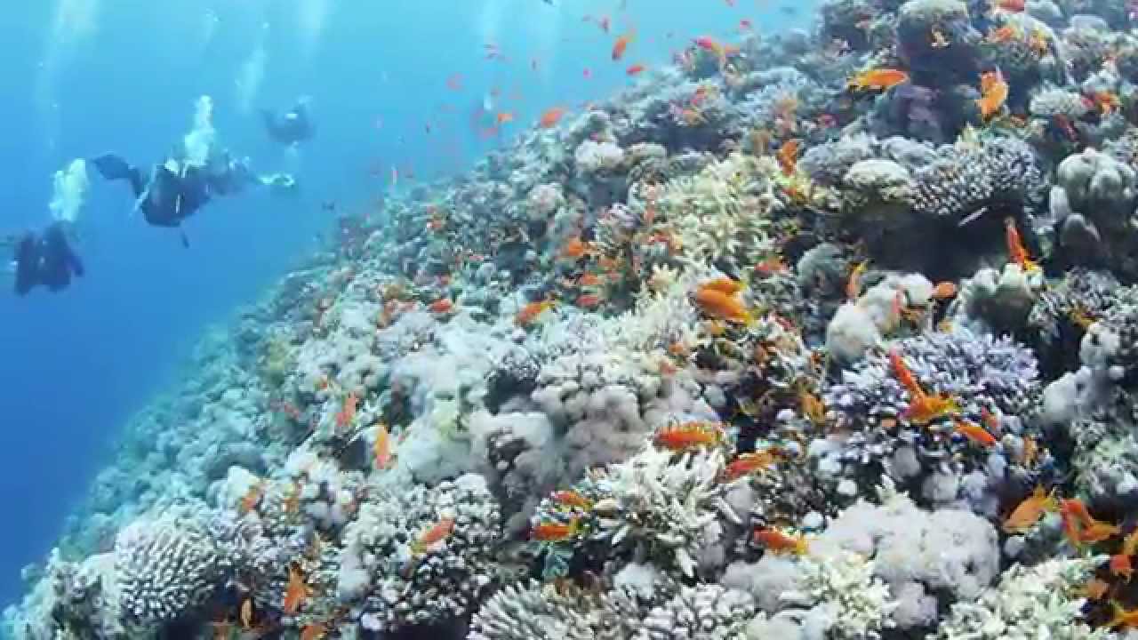COCO DIVE CLUB. DAHAB 2015, EGIPT