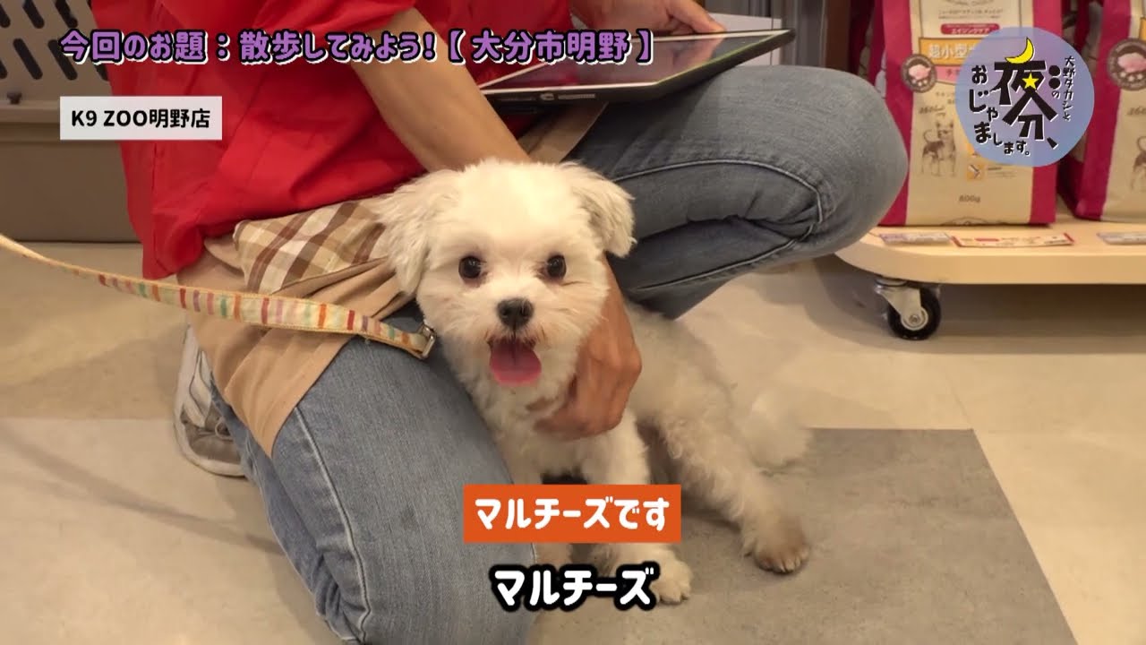 散歩してみよう！【大分市明野】／大野タカシと〇〇の 夜分、おじゃまします。