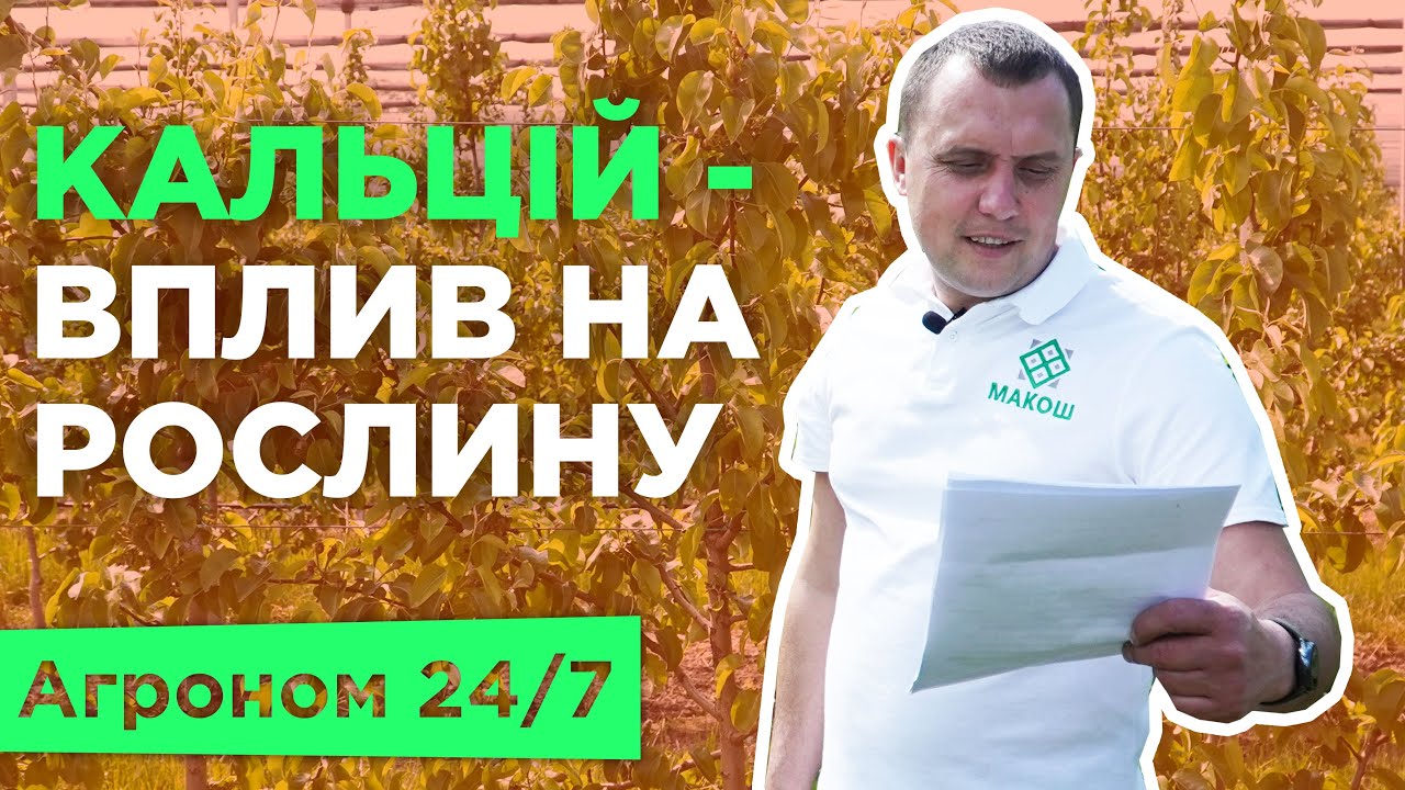 Як впливає кальцій на плоди та як вносити кальцій? Норми внесення. Хвороби. Агроном 24/7
