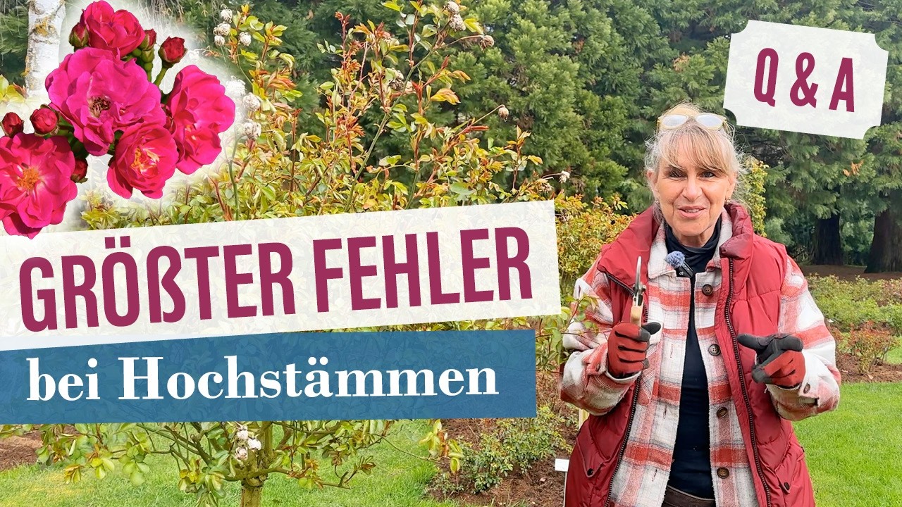 Hochstammrosen schneiden im Fr&uuml;hjahr &ndash; So gelingt die perfekte Form