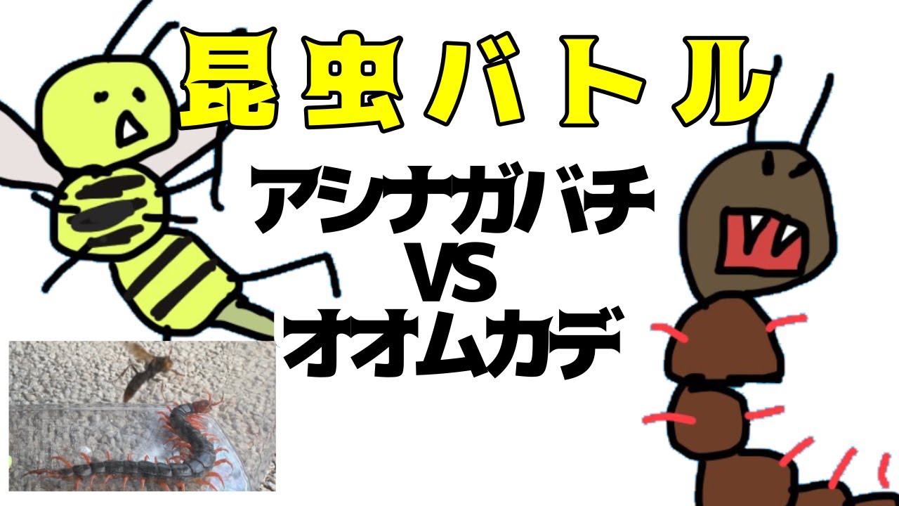 昆虫バトル　ムカデVSアシナガバチ。白熱の闘いが繰り広げられました。