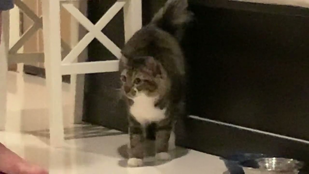 お夜食一揆を起こすmiiちゃん