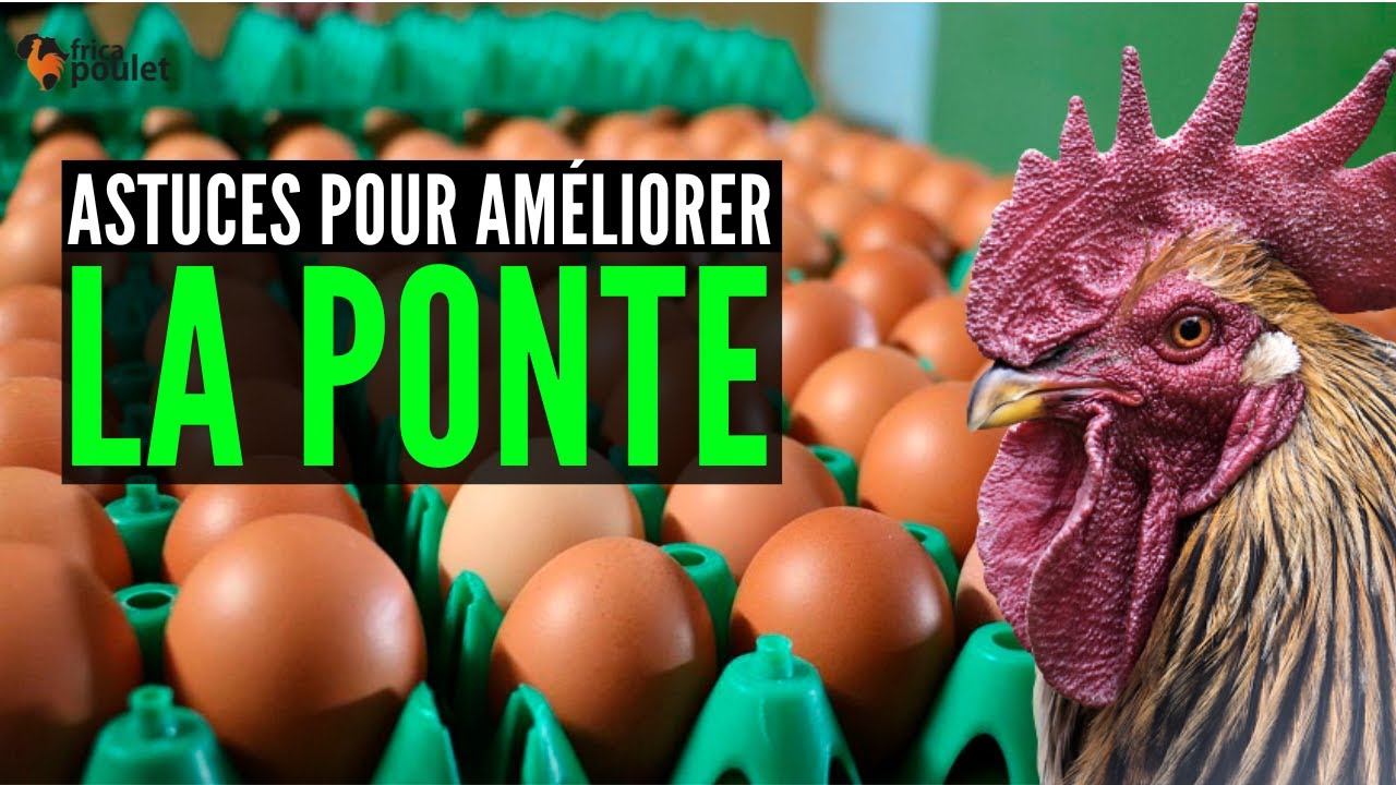 COMMENT améliorer LA PONTE des poulets goliath AUJOUD'HUI ? 3 ASTUCES (élevage de poulet goliath)