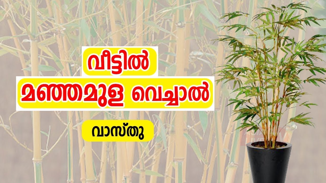 വീട്ടിൽ മഞ്ഞമുള വെച്ചാൽ jyothisham വാസ്തു   Vastu   Feng Shui   Vasthu