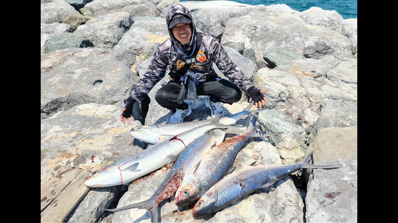 Medium Size MilkFish Fishing in UAE. My 9th strikes of the day, 6th landed.