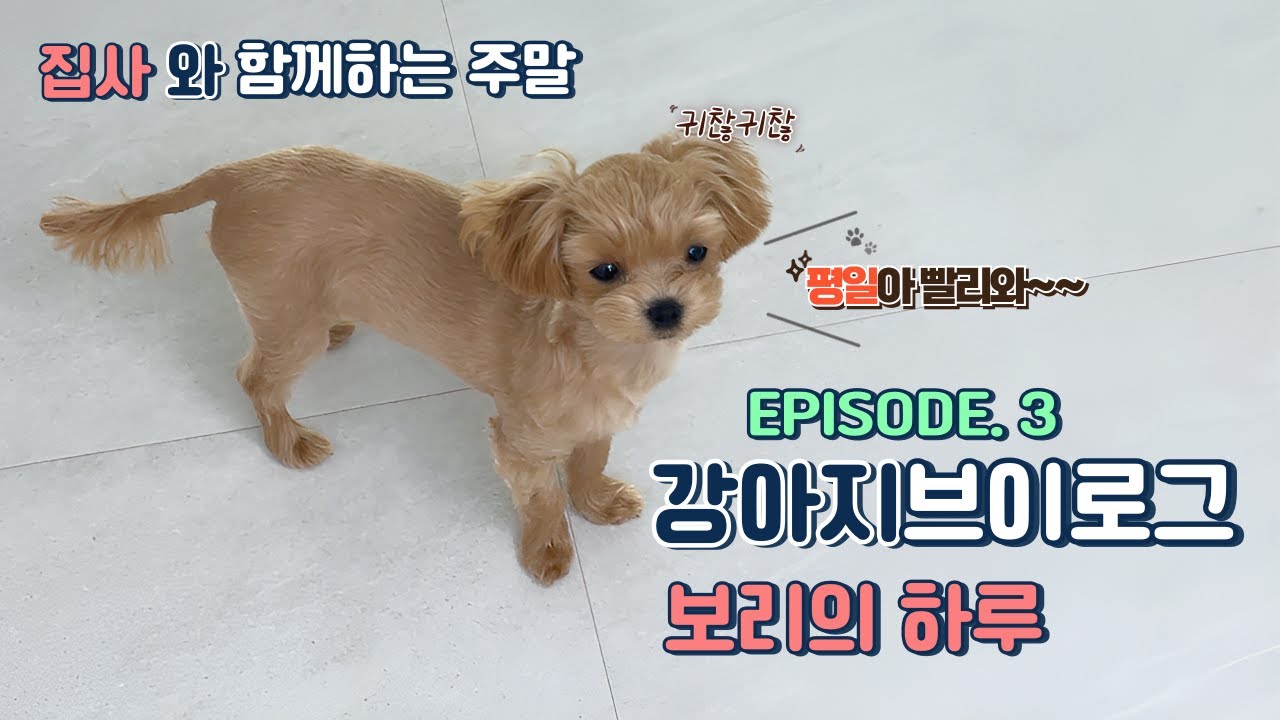보리의 브이로그 EP.3 집사와의 주말 | 사과 먹방 | 노즈워크
