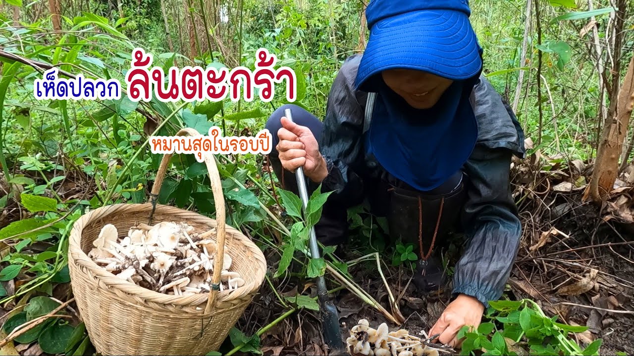 หมานที่สุดในรอบปี เก็บเห็ดปลวกเห็ดโคน1ปีมี2หน