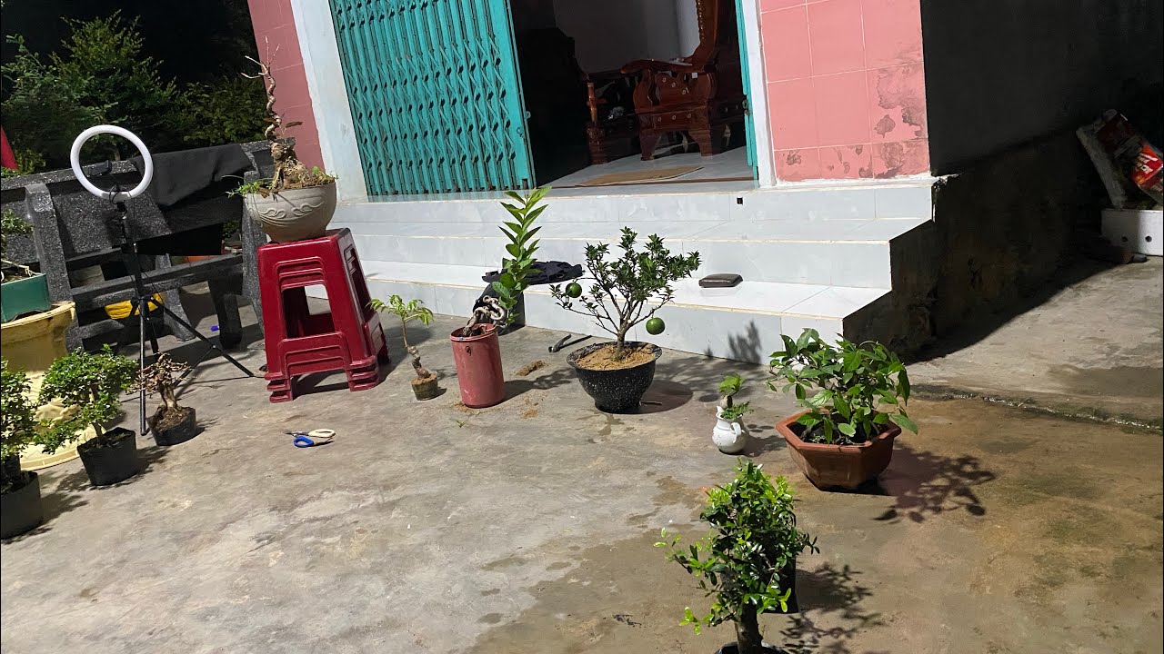Gl ae ít mã cây cảnh bonsai ngày 24/10#0944833740 