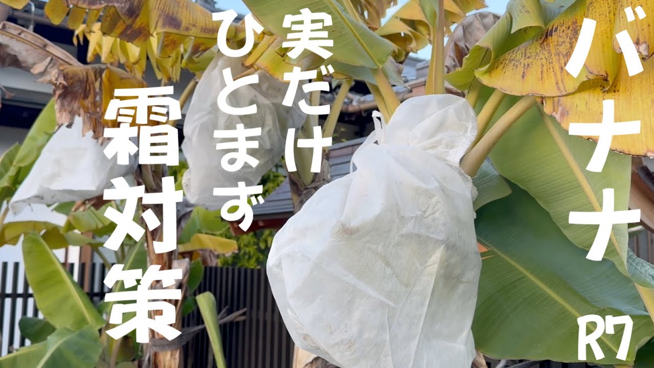 令和7年11月4日ひとまずバナナの実霜対策　鉢植え　ドワーフナムワ