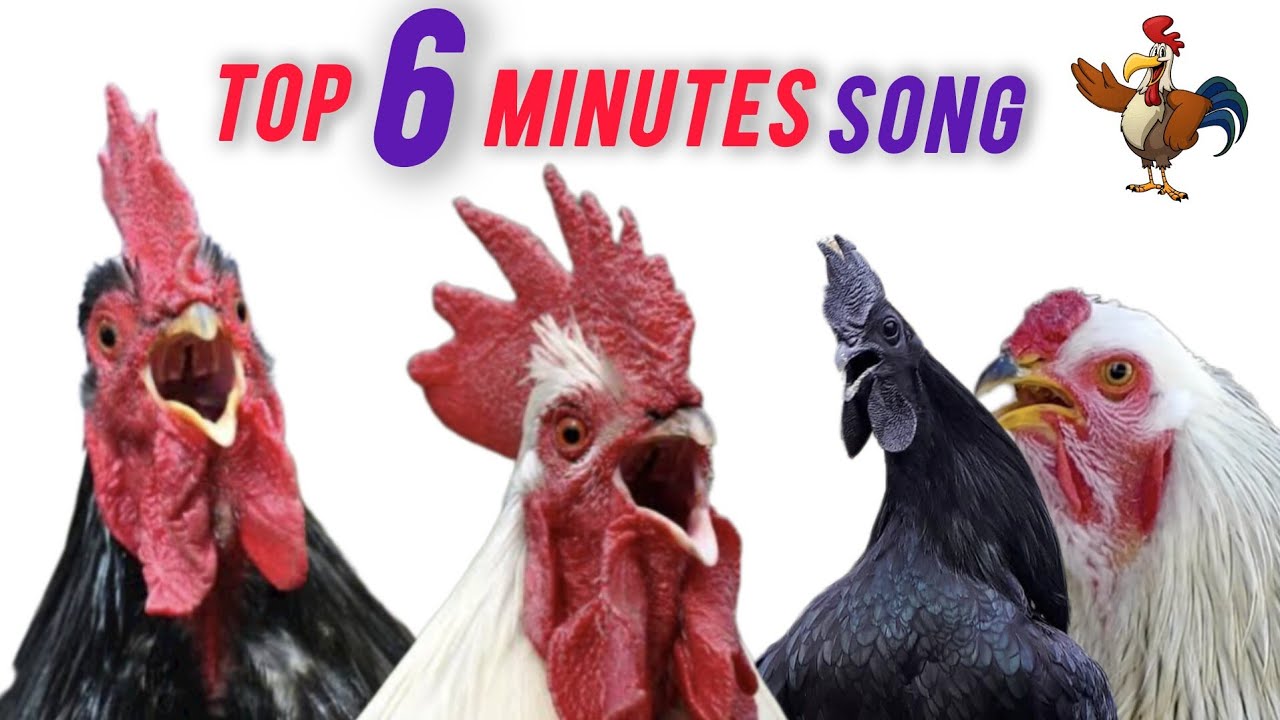 Top 6 Min Rooster Crowing Song - Suara Ayam Berkokok Panjang