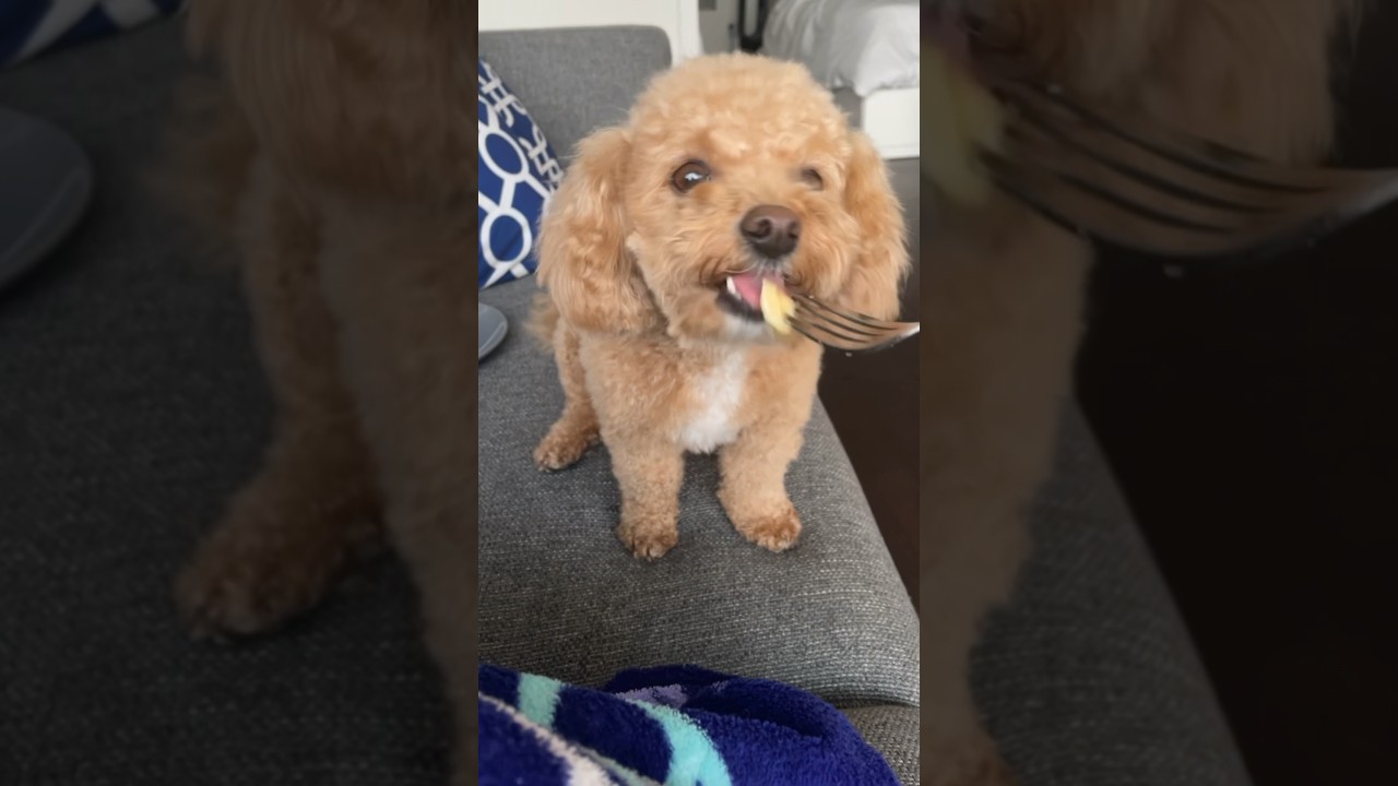 Yorkipoo Learns to Eat From a Fork