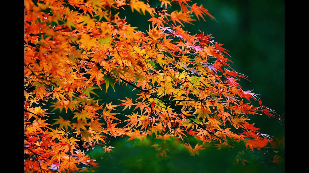 Acer Palmatum |Bonsai come farlo