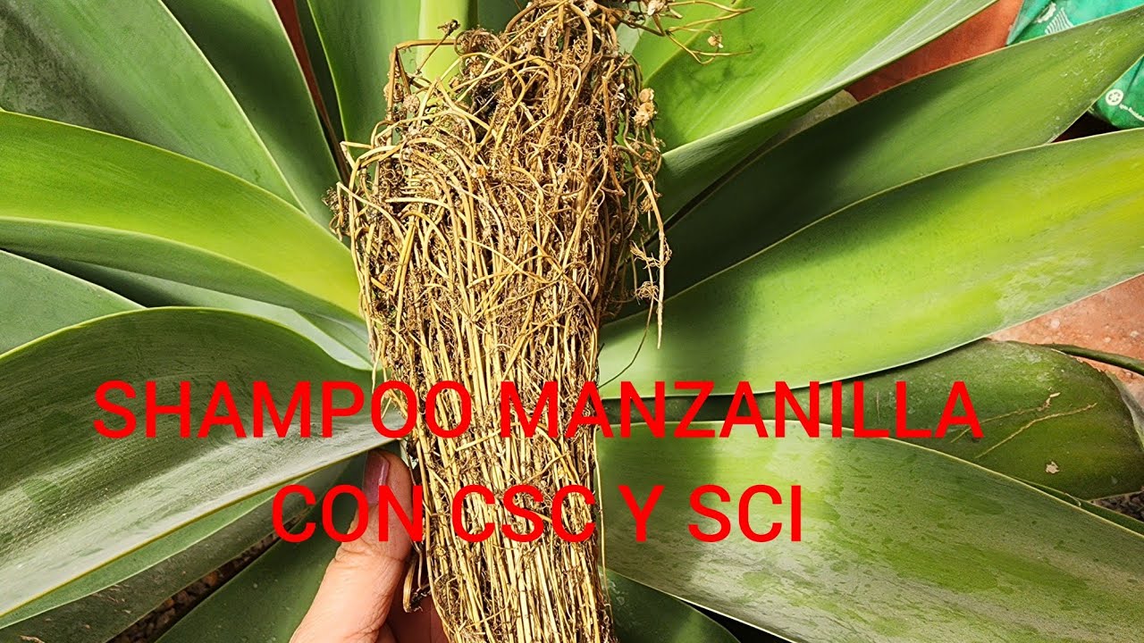 SHAMPOO MANZANILLA PARA CABELLOS RUBIOS Y NIÑOS CON SCS+SCI