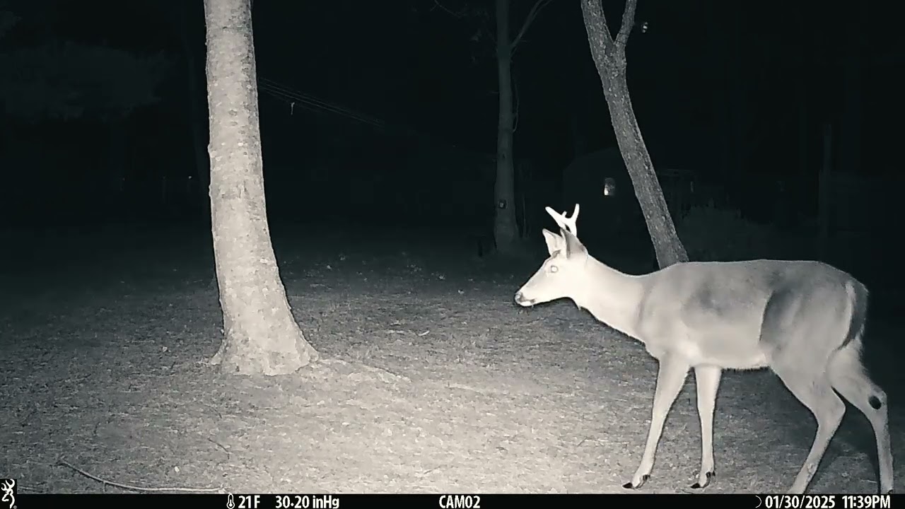 spooked deer      vjan31