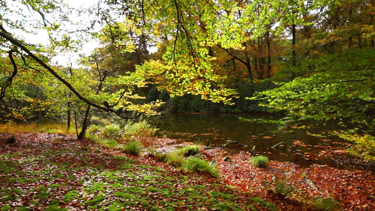 Strijbeekse Heide/Autumn Colours/Sony A77