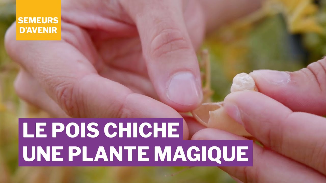 Le pois chiche une plante magique / Semeurs d'avenir