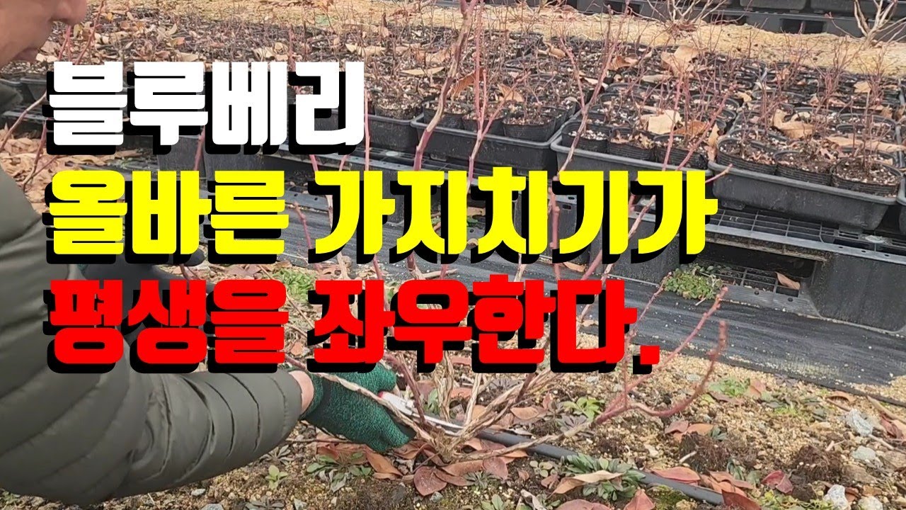 블루베리 올바른 가지치기가 평생을 좌우한다. 유목시 올바른 가지치기 방법이 나무의 수형을 결정하고 좋은 품질의 블루베리를 생산한다.