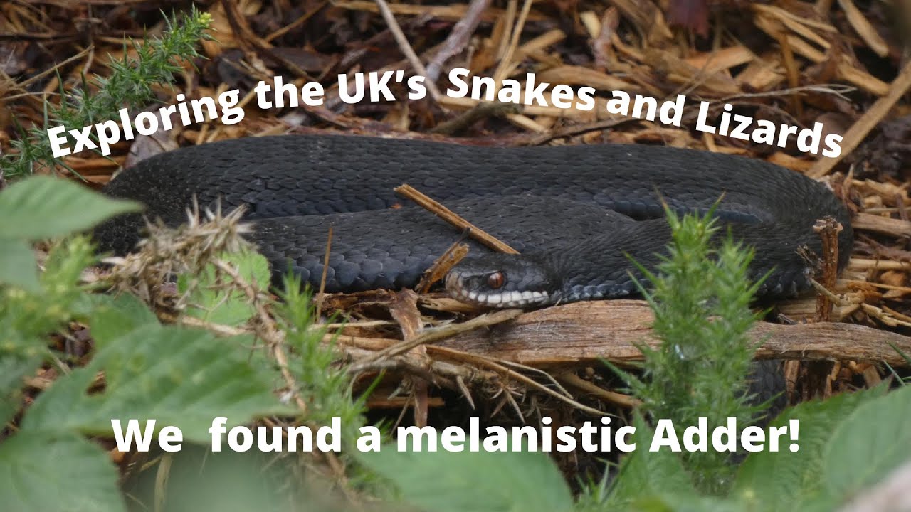 Exploring the UK’s Snakes and Lizards including Herping Rare Melanistic Adders!