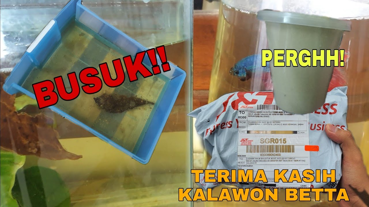 UNBOXING MAKANAN FRY DARI KALAWON BETTA. Penukaran diet makanan kepada anak-anak ikan laga saya.