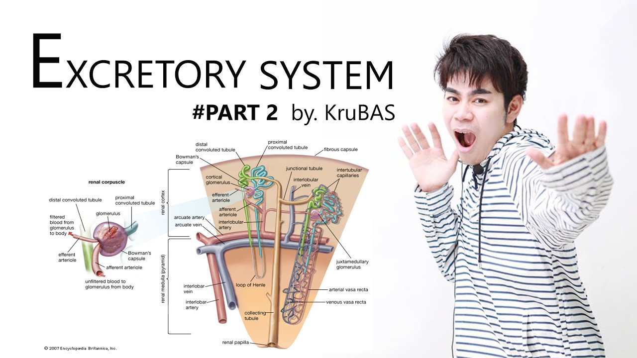 ชีววิทยาครูบาส เรื่อง ระบบขับถ่าย ตอนที่2 (หน่วยไต : nephron)