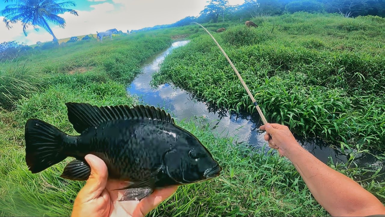 FISGUEI UM PEIXE RARO E VALIOSO, GENETICAMENTE MODIFICADO? PESCARIA NO CÓRREGO