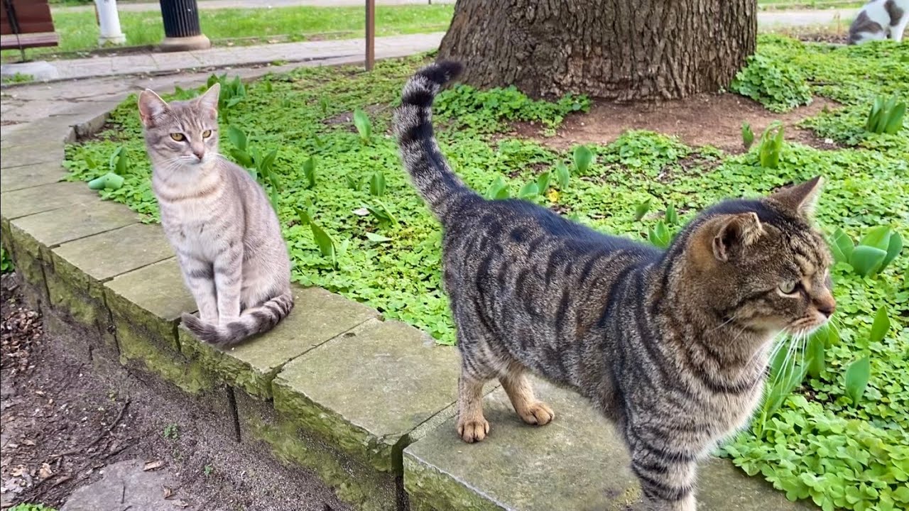 The most beautiful cats in the world live in this park. I fed them.