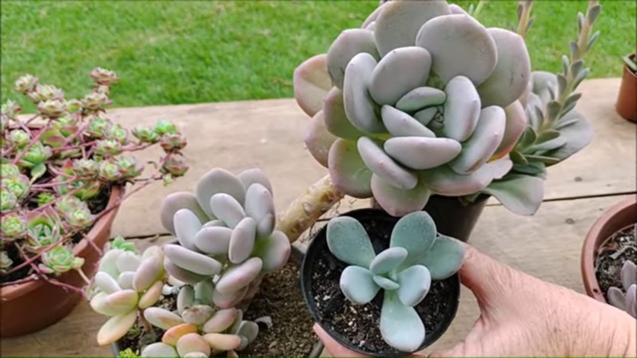 SUCULENTA MÃE x SUCULENTA FILHA