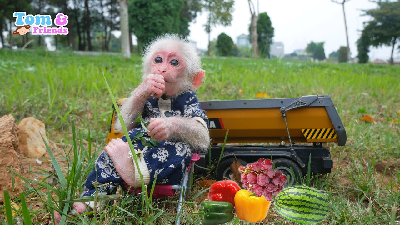Baby monkey Abi drives to grow vegetables and harvest fruit