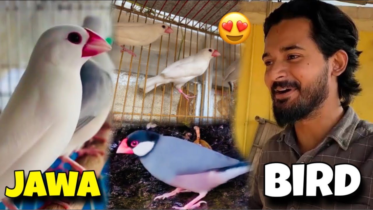 OMG New Birds Le Aya😍 Ye Konsa Bird He? 🤔