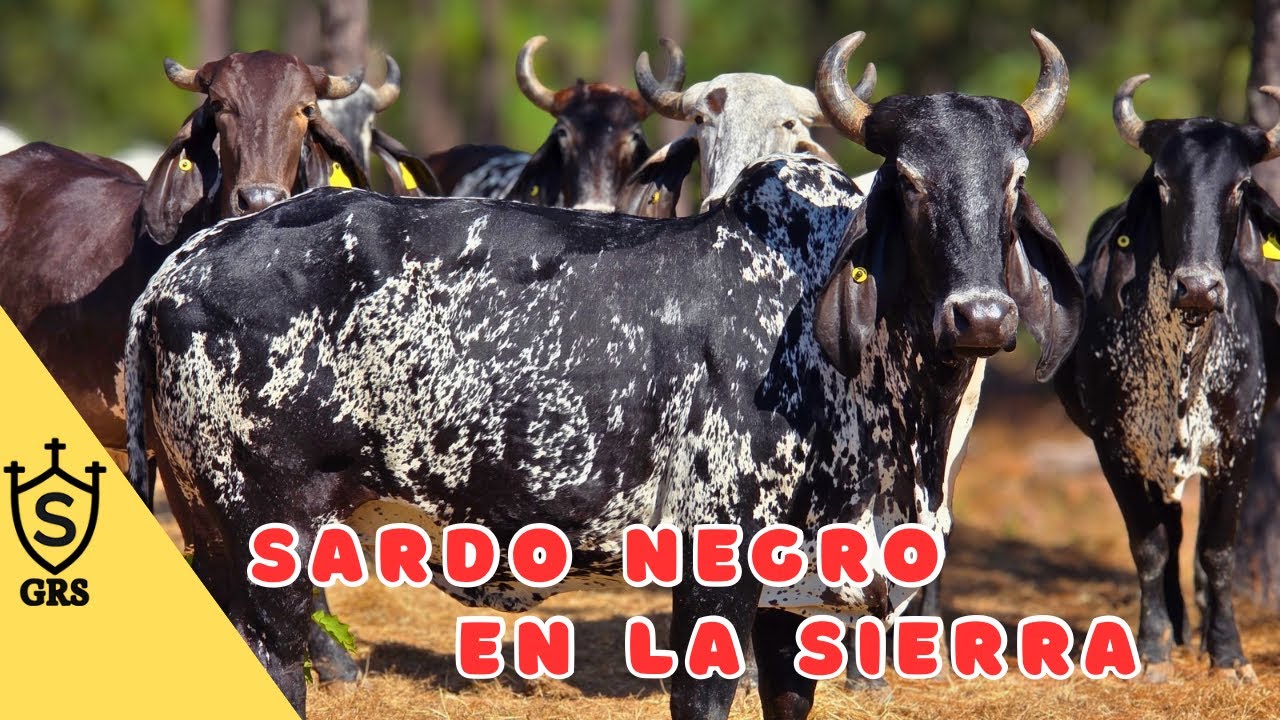 Sardo Negro en la Sierra de Nayarit | Rancho el Cuervo