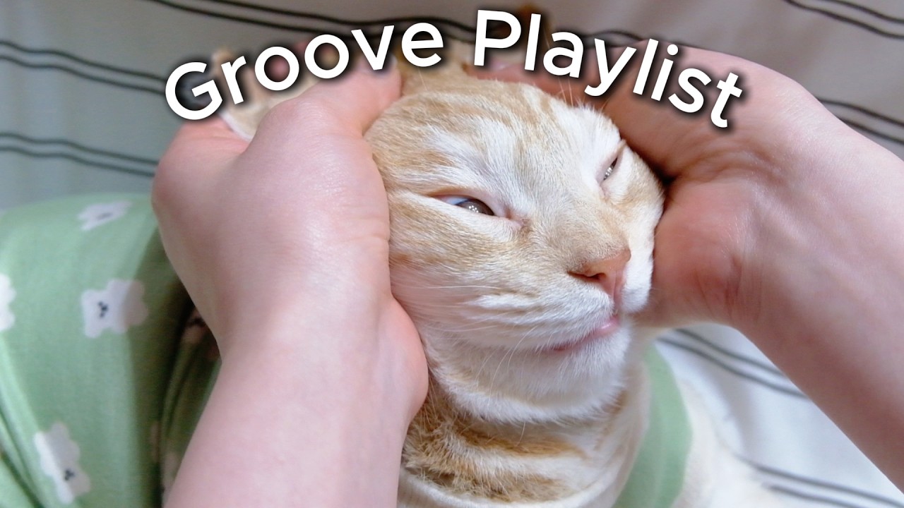 Groove Playlist | Cat on Hand | 일하기 싫고 무기력할 때 듣는 그루브 음악 | Workout, Cafe, Drive Music