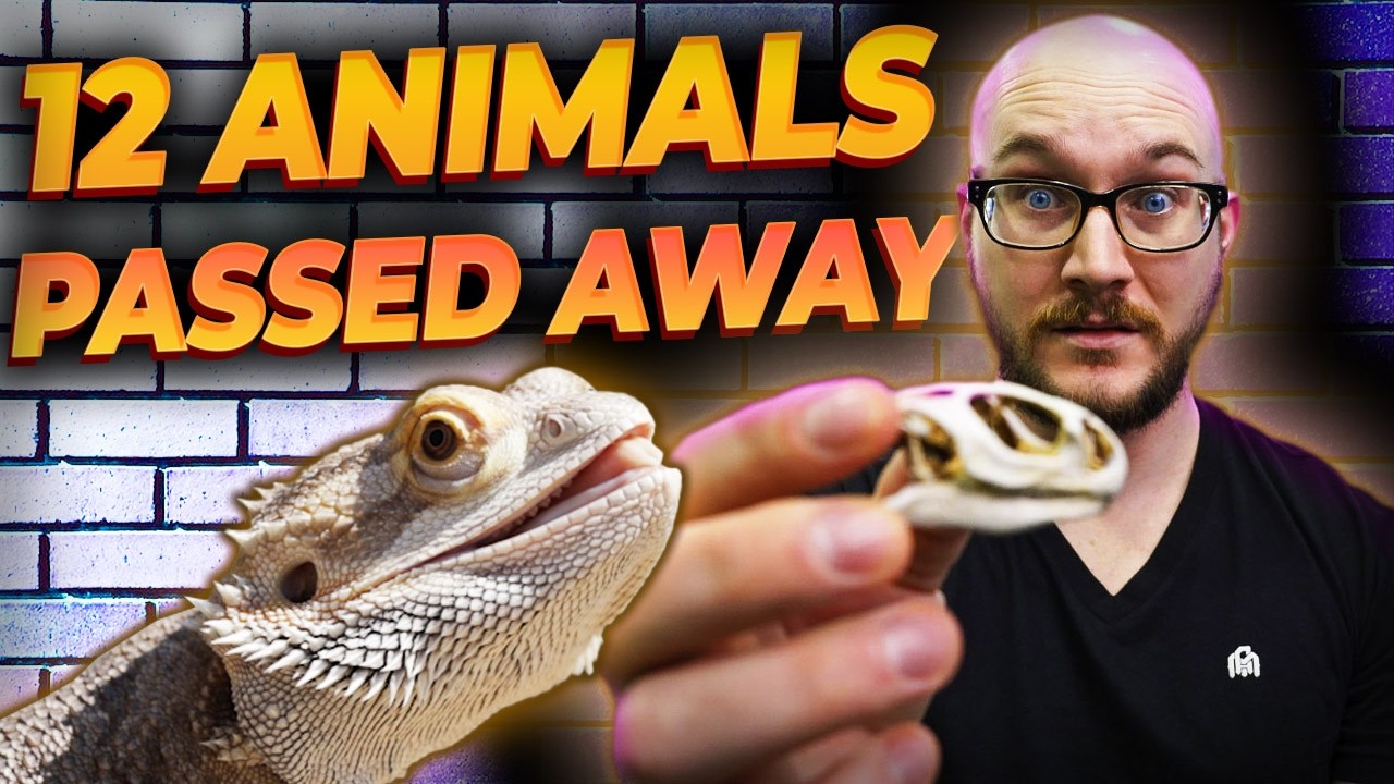 My Animals Died and it’s My Fault