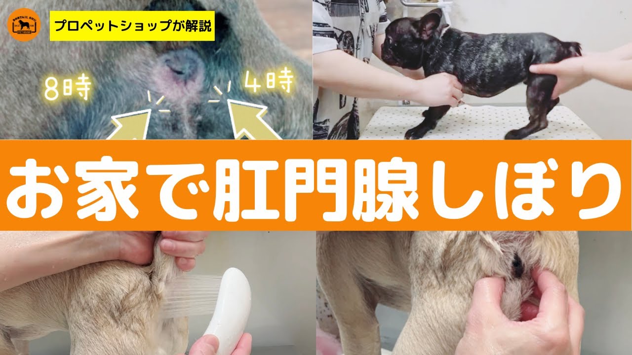 チャレンジ！お家で肛門腺しぼり！