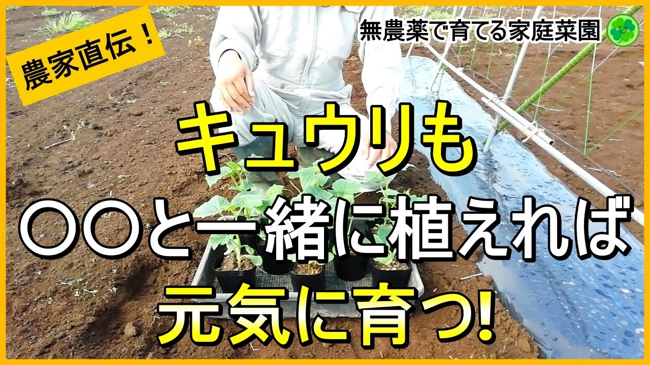 【キュウリ栽培】植え付けは最初が肝心！病気を減らしスムーズに根付かせるコツ【有機農家直伝！無農薬で育てる家庭菜園】　24/5/2