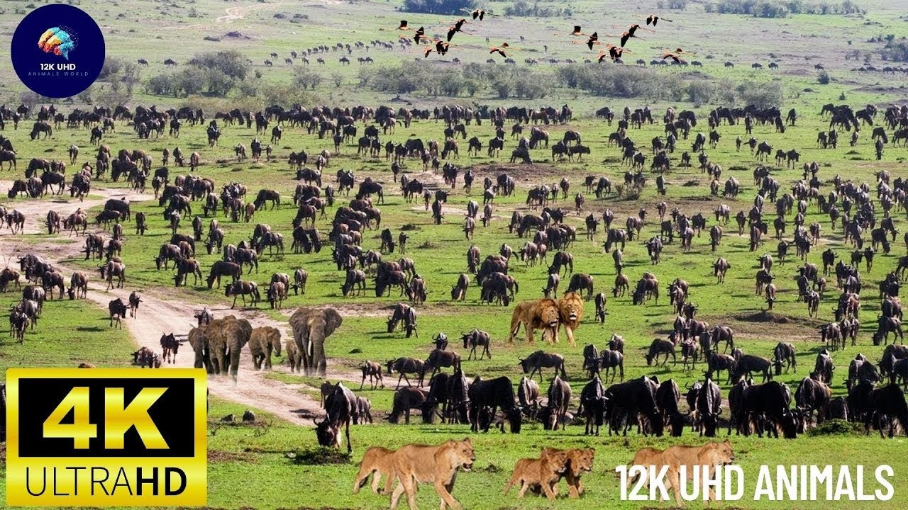 4K African Wildlife: Ruaha National Park - Soft Music with Videos of African Wildlife