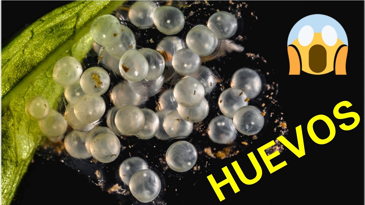 ¿QUE DEBO HACER SI HAY HUEVOS EN EL ACUARIO?