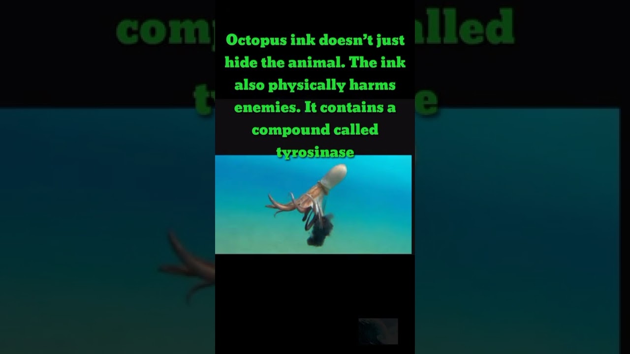 7FACTS ABOUT OCTOPUS|